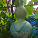 Extra-Large Bottle Gourd, 25 Seeds