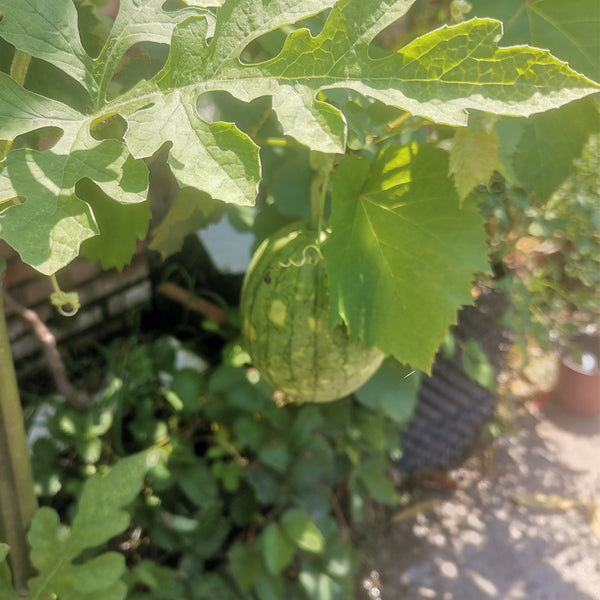 Lemon Candy Watermelon, 5~10 Seeds