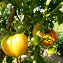 Cocktail Fruit Tomato, 20 Seeds