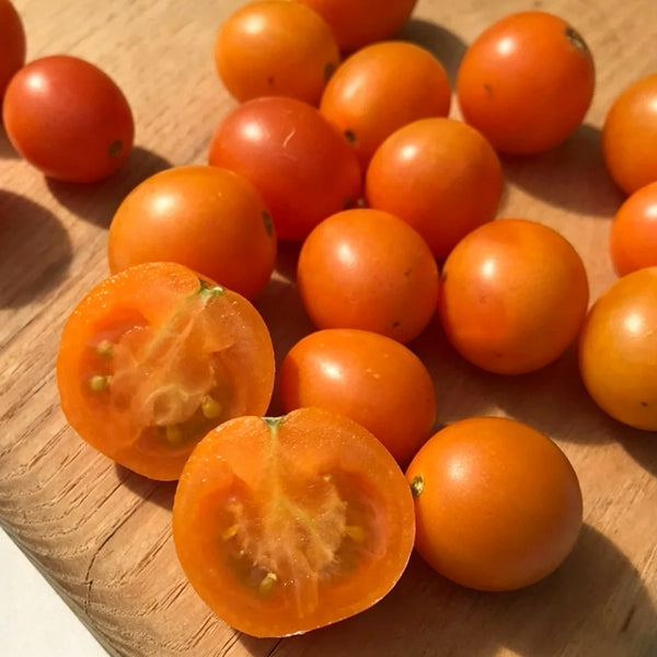 884 Honeydrop Cherry Tomato, 5 Seeds
