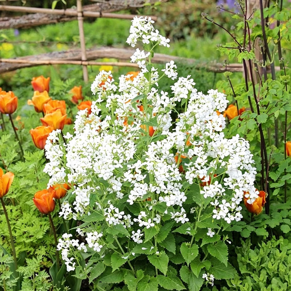 White Honesty Silver Dollar, 10 Seeds
