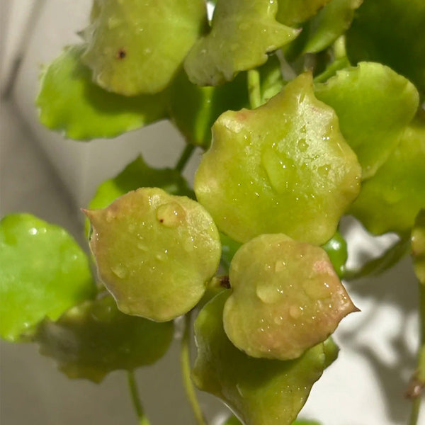 Hoya endauensis, 5 Cuttings
