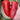 Conical Red Sweet Pepper Seeds, 0.5g
