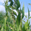 Job's Tears Seeds, 50 Seeds