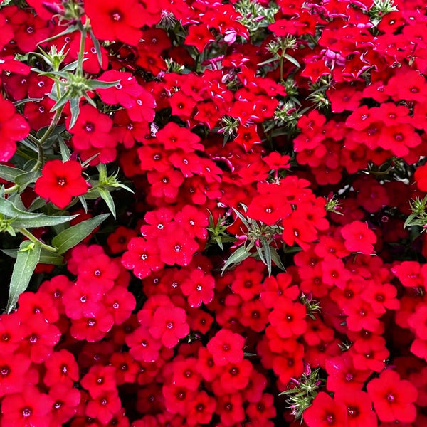 Scarlet Annual Phlox, 100 Seeds