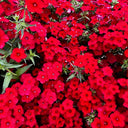 Scarlet Annual Phlox, 100 Seeds