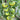 Super Sweet Sandy Green Tomato, 100 Seeds