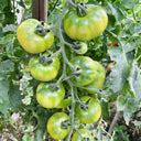Super Sweet Sandy Green Tomato, 100 Seeds