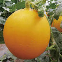 Hongyu Muskmelon Seeds, 100 Seeds