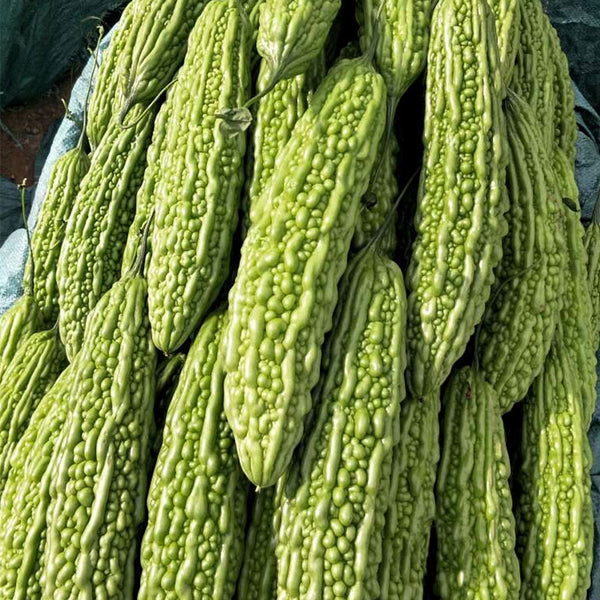 'Saibilu' Bitter Melon Seeds, 50g