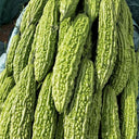 'Saibilu' Bitter Melon Seeds, 50g
