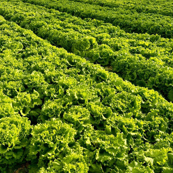 Glass Lettuce, 2000 Seeds