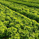 Glass Lettuce, 2000 Seeds