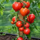 160 German Red Strawberry Tomato, 5 Seeds