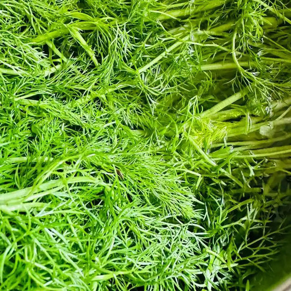 Multi-Harvest Fennel Seeds, 10g