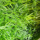 Multi-Harvest Fennel Seeds, 10g