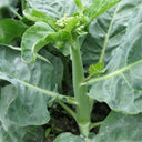 Yibao Japanese Mustard Greens Seeds, 10g