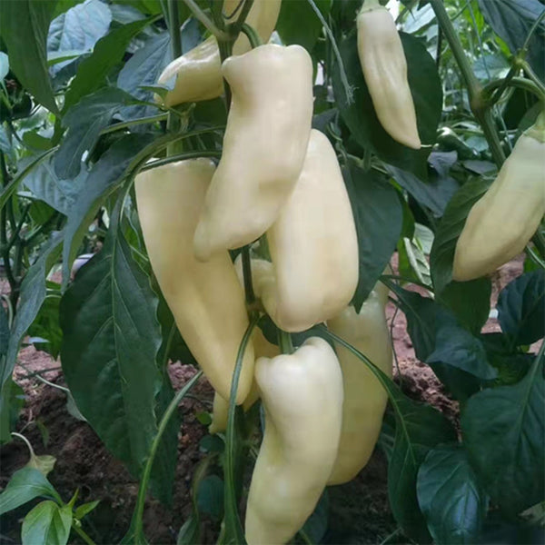 Baifumei White Chili Pepper Seeds, 15 Seeds