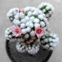 Mammillaria gracilis 'Arizona Snowcap', 2-3cm