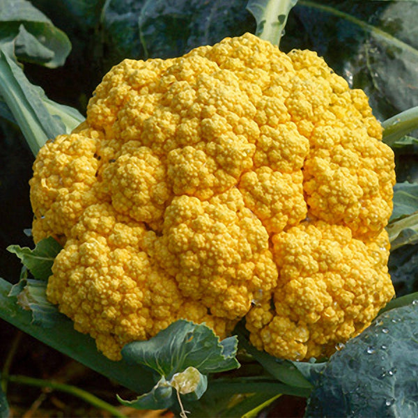 Golden Cauliflower (Brassica oleracea var. Botrytis) Seeds, 100 Seeds