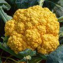 Golden Cauliflower (Brassica oleracea var. Botrytis) Seeds, 100 Seeds