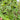 Black Nightshade, 500 Seeds