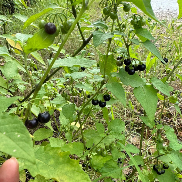 Black Nightshade, 500 Seeds