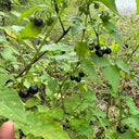 Black Nightshade, 500 Seeds
