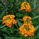 Orange Wallflower, 500 Seeds