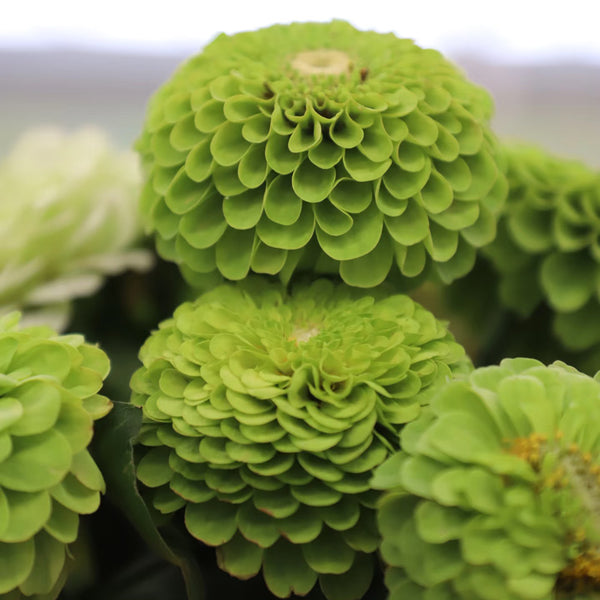 Green Envy Zinnia Seeds, 100 Seeds