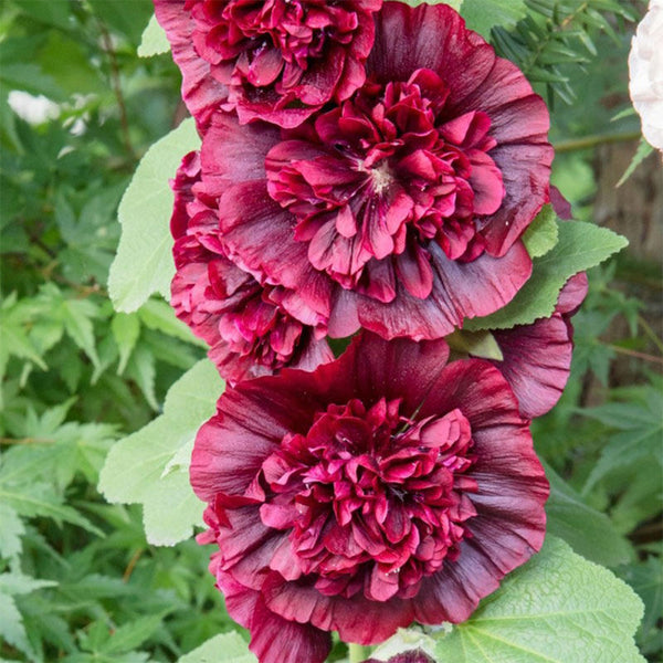 Chater's Double Maroon Hollyhock, 5 Seeds
