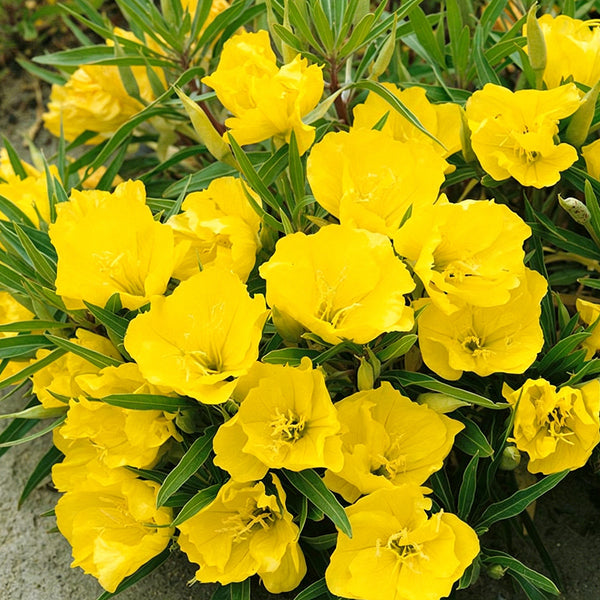 Yellow Evening Primrose, 500 Seeds