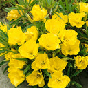 Yellow Evening Primrose, 500 Seeds