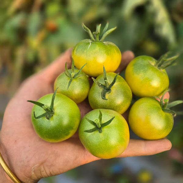 622 JingDan LvBaoShi F1 Tomato, 5 Seeds