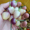 Seven-Colored Pickling Pepper, 100 Seeds