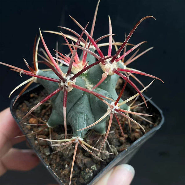 Ferocactus emoryi subsp. covillei, 3-4cm