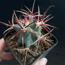 Ferocactus emoryi subsp. covillei, 3-4cm