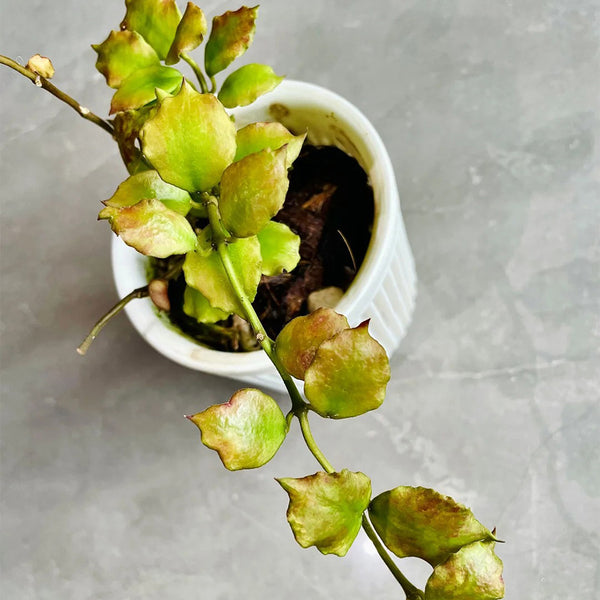 Hoya endauensis, 5 Cuttings