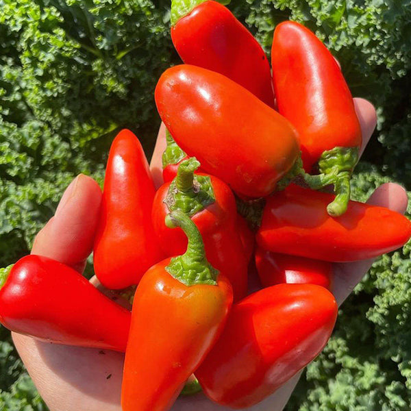 Mini Red Sweet Pepper, 10 Seeds