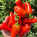 Mini Red Sweet Pepper, 10 Seeds