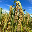 Jugu 36 Foxtail Millet Seeds, 150g