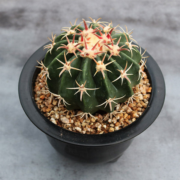 Echinocactus texensis, 3cm
