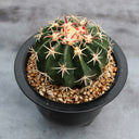 Echinocactus texensis, 3cm