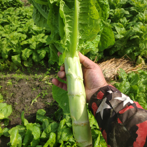 'Bimei' Stem Lettuce Seeds, 10g