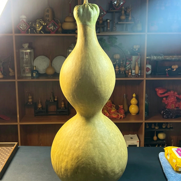 Extra-large Lotus-head Gourd, 2 Seeds