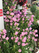 Canterbury Bells, Pink