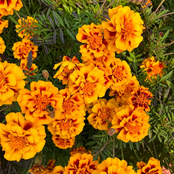 Dwarf French Marigold, 300 Seeds