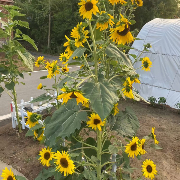 Giant Branching Sunflower, 200 Seeds