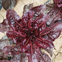'Jing Zique' Lettuce Seeds, 5g