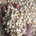 'White Horse Tooth' Corn, 50 Seeds